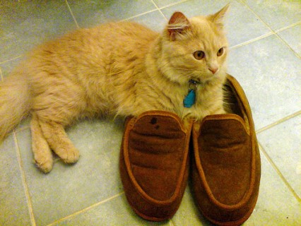 Cat in slippers